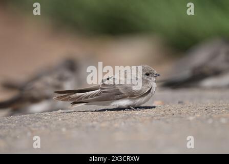 Braunthroated Martin - Riparia paludicola Stockfoto