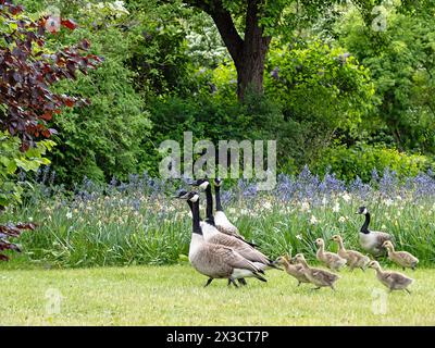 Fünf Nakelgänse (Branta leucopsis) mit sieben Gänsen in einem Park in Deutschland Stockfoto