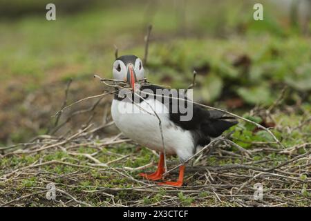 Ein Puffin, Fratercula arctica, auf einer Insel im Meer während der Brutsaison mit einem Schnabel voller Stöcken für sein Nest. Stockfoto