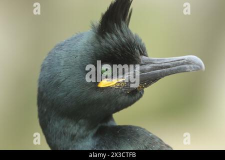 Ein Kopfschuss eines Shag, Gulosus aristotelis, auf der Klippe auf einer Insel im Meer zur Brutsaison während eines Sturms. Stockfoto