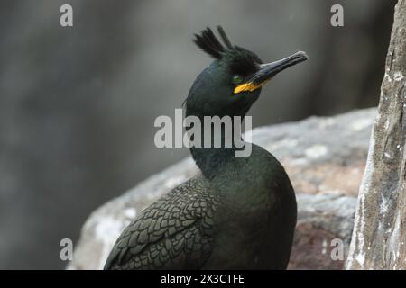 Ein Kopfschuss eines Shag, Gulosus aristotelis, auf der Klippe auf einer Insel im Meer zur Brutsaison während eines Sturms. Stockfoto