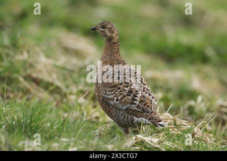 Ein seltenes Weibchen, Tetrao tetrix, steht an einem regnerischen Tag im Gras im Moor. Stockfoto