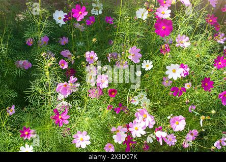 Bunte Blüten des Kosmos Asterbusch mit warmem Sonnenlicht im Frühling oder Sommer. Gartenarbeit Stockfoto