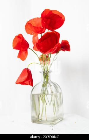 Ein Strauß frischer Mohnblumen in einer Glaswand Stockfoto