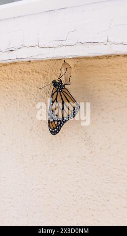 Neu aufgetauchter Monarchschmetterling, der an Chrysalis hängt Stockfoto