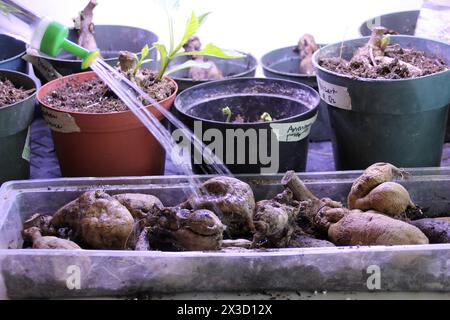 Keimpflanzen und Knollen im häuslichen Garten Stockfoto
