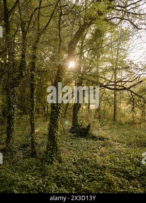 Bewaldete Gegend bei Sonnenuntergang bedeckt mit Ivy Stockfoto