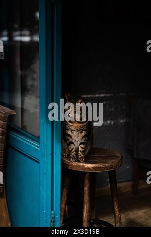Istanbul, Tabbykatze auf einem Stuhl. Stockfoto