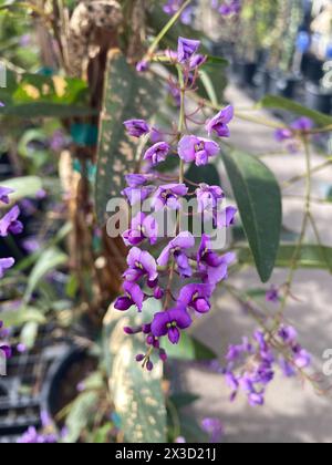 Zarte lila Blüten mit grünem Blattmotiv Stockfoto