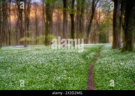 Ein Meer von wildem Knoblauch unter den auftauchenden leuchtenden Buchenblättern im Wildham Woods im South Downs National Park Stockfoto