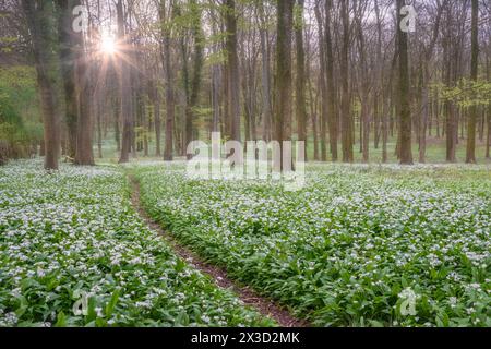 Ein Meer von wildem Knoblauch unter den aufstrebenden leuchtenden Buchenblättern im Wildham Woods im South Downs National Park bei Sonnenaufgang. Stockfoto