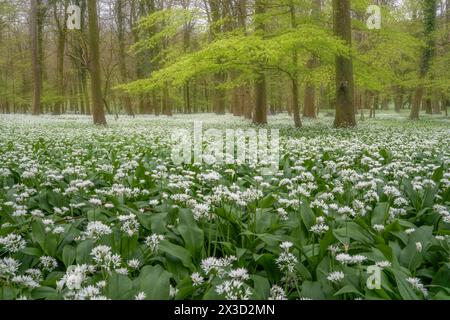 Ein Meer von wildem Knoblauch unter den auftauchenden leuchtenden Buchenblättern im Wildham Woods im South Downs National Park Stockfoto