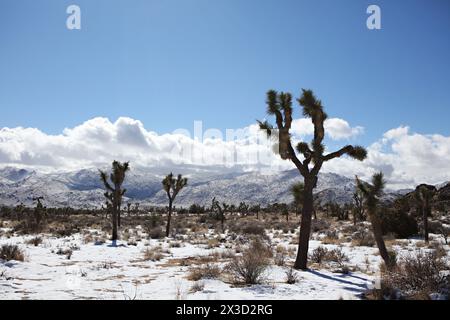 Schneebedeckter Joshua Tree Wald mit Bergkulisse Stockfoto