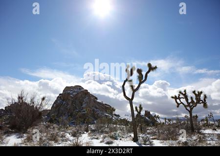 Dramatische Landschaft des Joshua Tree National Monument Stockfoto