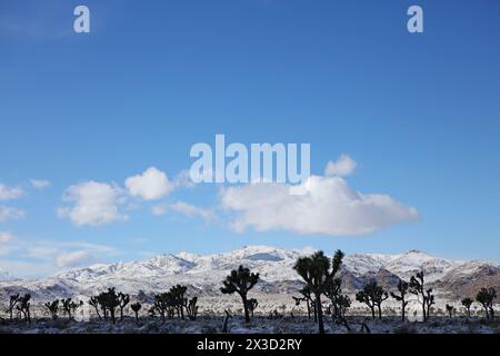 Joshua-Bäume stehen vor schneebedeckten Bergen unter einem riesigen blauen Himmel Stockfoto