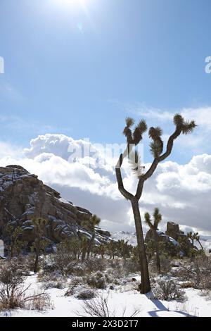 Magisches Joshua Tree National Monument Stockfoto