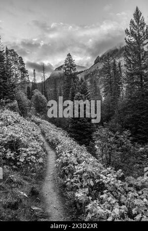 Der Wanderweg schlängelt sich durch die bergige Zirkel Wilderness, Colorado Stockfoto