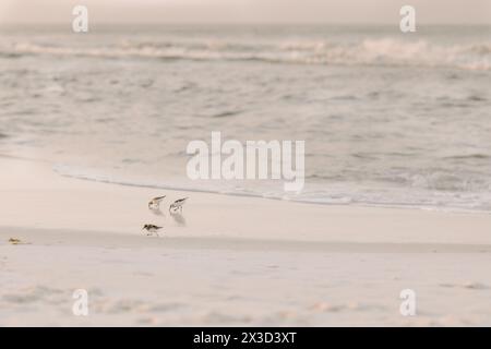 Friedliche Vögel, die an einem sanften Strand waten Stockfoto