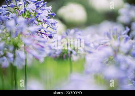 Agapanthus blüht mit einem weichen, ätherischen Hintergrund Stockfoto