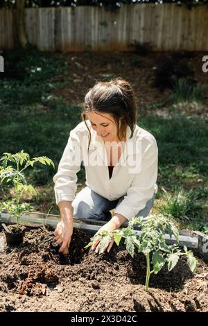 Freudige Frau, die Tomatenpflanzen in den Boden pflanzt Stockfoto