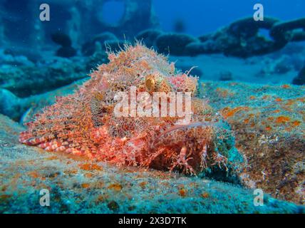 Drachenkopf (Scorpaena scrofa), Tauchplatz Wrack der Thistlegorm, Rotes Meer, Ägypten Stockfoto