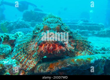 Drachenkopf (Scorpaena scrofa), Tauchplatz Wrack der Thistlegorm, Rotes Meer, Ägypten Stockfoto