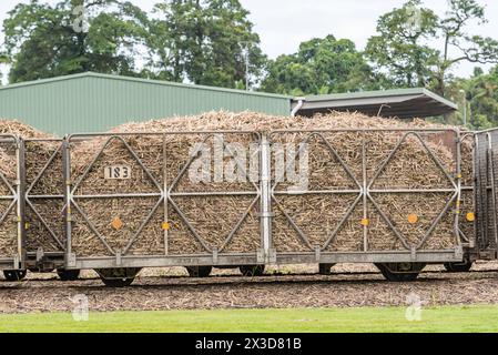 Schmalspurwagen, die frisch geerntetes Zuckerrohr zur Tully Sugar Limited Mühle in Far North Queensland, Australien, transportieren Stockfoto