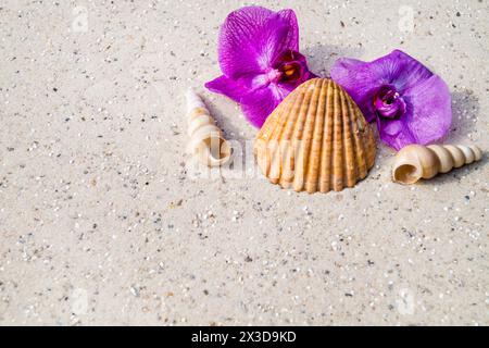 Muscheln, Schneckenschalen und Orchideenblumen am Strand Stockfoto