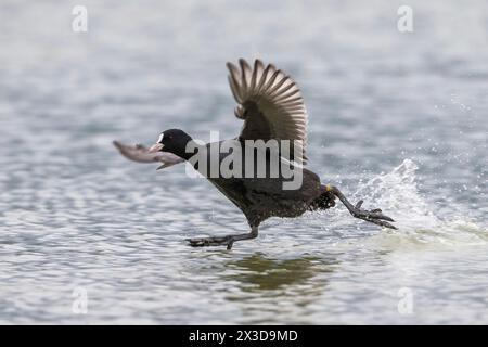 Schwarzer Hahn, Eurasischer Hahn, gemeiner Hahn (Fulica atra), über das Wasser, Seitenansicht, Italien, Toskana Stockfoto