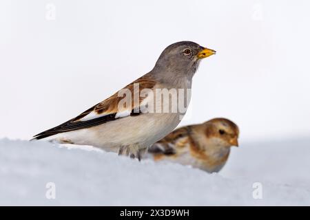 Weißflügeliger schneefinke (Montifringilla nivalis), männlich auf der Suche nach Nahrung im Schnee zusammen mit einem Schneehaken, Italien, Toskana Stockfoto