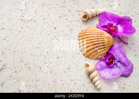 Muscheln, Schneckenschalen und Orchideenblumen am Strand Stockfoto