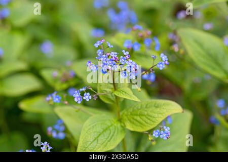 Heartleaf brunnera, Sibirischer Bugloss (Brunnera macrophylla, Anchusa myosotidiflora), blühend, Europa, Insel Mainau Stockfoto