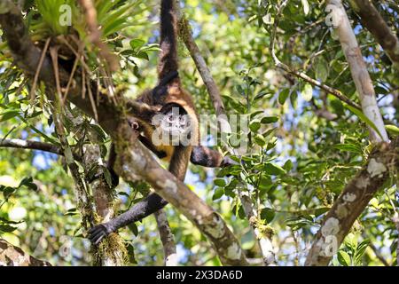 Geoffroy's Spinnenaffen, Schwarzhänder Spinnenaffen, Mittelamerikanischer Spinnenaffen (Ateles geoffroyi), klettert im Regenwald, Costa Rica, Cano ne Stockfoto