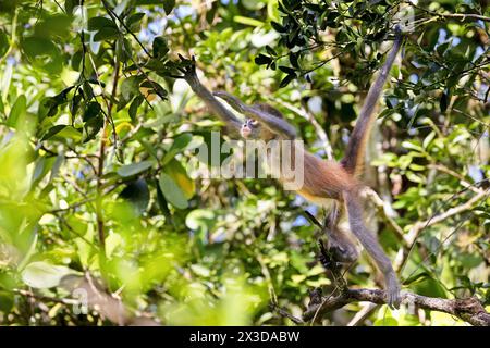 Geoffroy's Spinnenaffe, Schwarzhänder Spinnenaffe, Mittelamerikanischer Spinnenaffe (Ateles geoffroyi), Jungtiere suchen im Regenwald nach Nahrung, Stockfoto