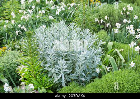 Louisiana-Sagewort, westlicher Beifuß, weißer Salbei (Artemisia ludoviciana „Valerie Finnis“, Artemisia ludoviciana Valerie Finnis), Sorte Valerie Finni Stockfoto