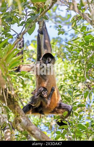 Geoffroy's Spinnenaffen, Schwarzhänder Spinnenaffen, Mittelamerikanischer Spinnenaffen (Ateles geoffroyi), klettert im Regenwald mit Welpen, Costa Rica Stockfoto