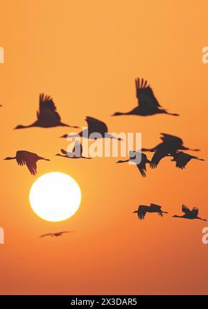 Demoiselle-Kran (Anthropoides virgo, Grus virgo), im Flug gegen die untergehende Sonne., Indien Stockfoto