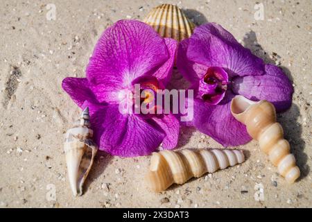 Muscheln, Schneckenschalen und Orchideenblumen am Strand Stockfoto