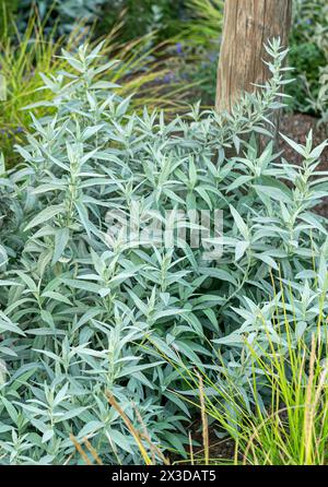 Louisiana-Sagewort, westliches Beifuß, weißer Salbei (Artemisia ludoviciana var. Latiloba), var. Latiloba Stockfoto