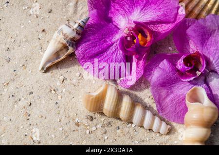 Muscheln, Schneckenschalen und Orchideenblumen am Strand Stockfoto