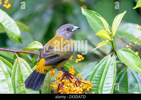 Scharlach-Tanager, Passerinis Tanager (Ramphocelus passerinii), Weibchen sitzt in einem Miconia longifolia-Busch, Costa Rica, La Fortuna Stockfoto