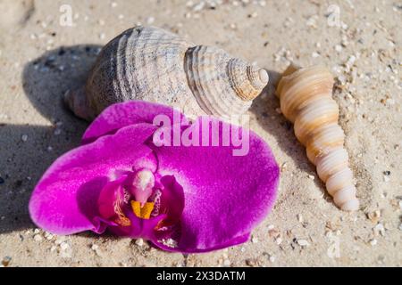 Muscheln, Schneckenschalen und Orchideenblumen am Strand Stockfoto