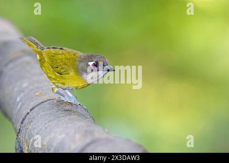 Gewöhnlicher Chlorospingus, gewöhnlicher Buschtanager (Chlorospingus flavopectus), sitzend auf einem Zweig im Regenwald, Costa Rica, Alajuela Stockfoto