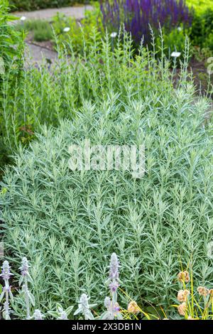 Louisiana-Sagewort, westliches Beifuß, weißer Salbei (Artemisia ludoviciana „Silberkönigin“, Artemisia ludoviciana Silberkönigin), Sorte Silberkönigin Stockfoto