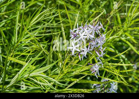 Hubricht's bluestar, Arkansas bluestar, Thread-Leaf bluestar, Common Bluestar, Amsonia (Amsonia hubrichtii), blühend Stockfoto