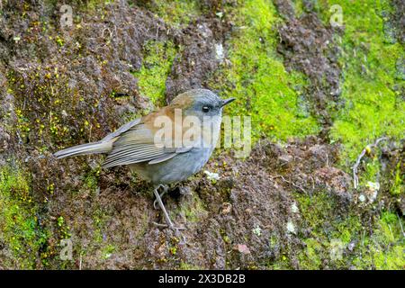 Die schlanke Nachtigall-Soda (Catharus gracilirostris) steht am Boden in den Bergen, Costa Rica, Los Quetzales Nationalpark Stockfoto