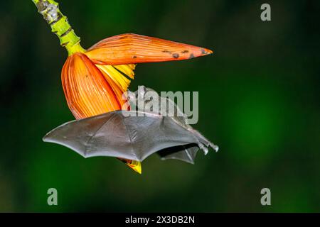 Spitzzüngchenfledermaus, Pallas' langzüngige Fledermaus (Glossophaga soricina), saugt nachts Nektar aus der Bananenblüte, Costa Rica, Boca Tapada Stockfoto