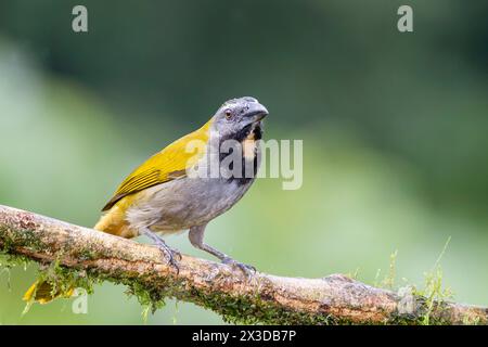 Buff-throated Salator (Saltator maximus), sitzt auf einem Ast, Costa Rica, Boca Tapada Stockfoto