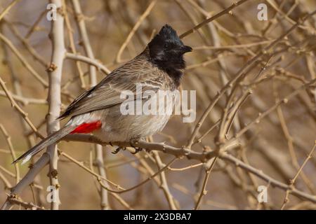 Rot belüfteter Bulbul (Pycnonotus cafer), in einem Sträucher thronend, Seitenansicht, Kuwait Stockfoto