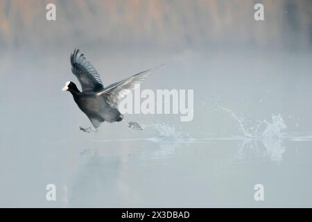 Schwarzer Hahn, Eurasischer Hahn, gemeiner Hahn (Fulica atra), über das Wasser, Seitenansicht, Italien, Toskana Stockfoto